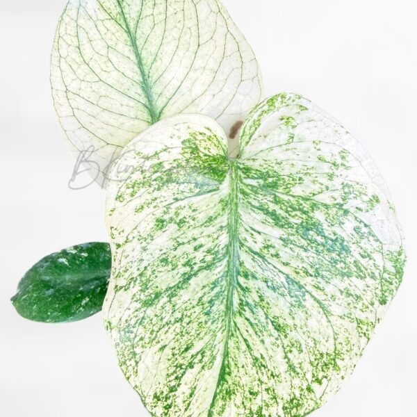 Full view of a rare Monstera deliciosa White Monster with stable minty white variegation