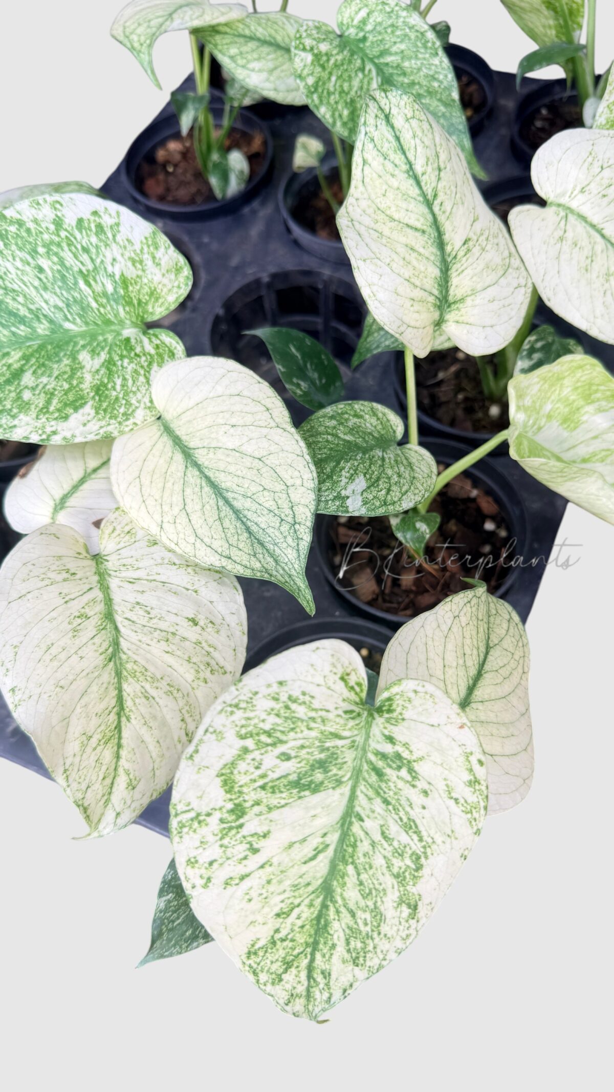 Monstera deliciosa 'White Monster' veriegated - Image 4