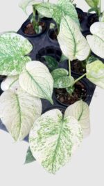 Monstera deliciosa 'White Monster' veriegated - Image 4