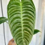 Rare Anthurium Veitchii Narrow for sale with long corrugated ribbed leaves