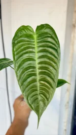 Rare Anthurium Veitchii Narrow for sale with long corrugated ribbed leaves