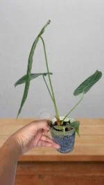Healthy established root system of Anthurium Veitchii Narrow for international sale