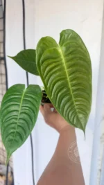 Close-up of Anthurium Veitchii Narrow foliage showing horizontal ribbing