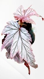Macro shot of Begonia Lamoon leaf texture showing metallic shimmer