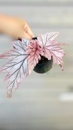 Healthy white root system of Begonia Lamoon for sale in 4 inch pot