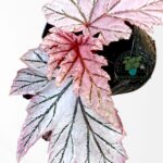 Begonia Lamoon plant with silver spotted iridescent leaves in a pot