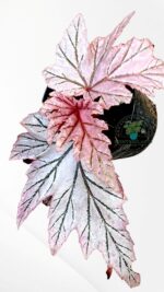 Begonia Lamoon plant with silver spotted iridescent leaves in a pot