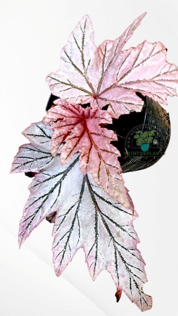Begonia Lamoon plant with silver spotted iridescent leaves in a pot