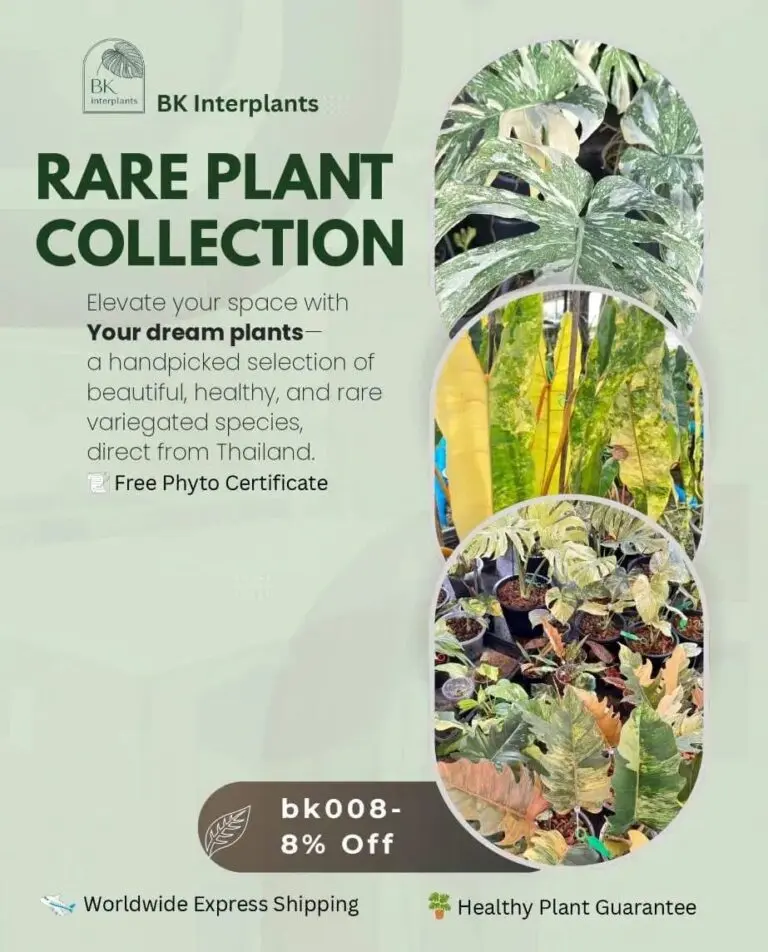 Premium rare variegated plants and exotic collection for sale at BKinterplants