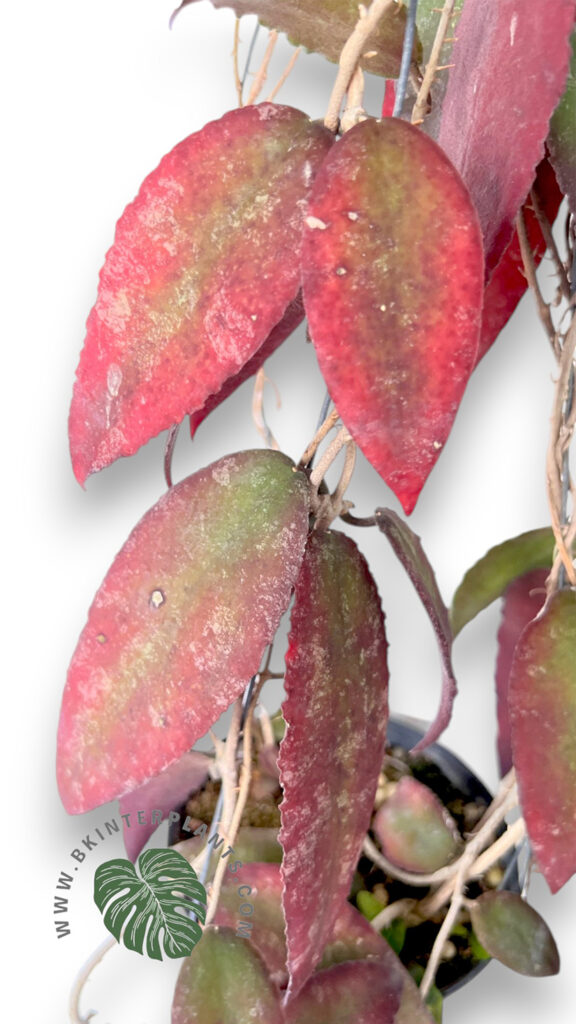 Hoya caudata Sumatra available in Size S and Size L for extraordinary international shipping