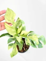 Rhaphidophora Tetrasperma Ginny Migma Variegated - Rare Mini Monstera Variegated - Image 4
