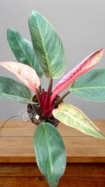 Rare Philodendron Pink Birkin for sale in 5-inch pot with rosy pinstripe leaves