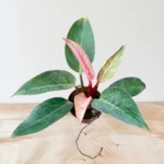 Strong established root system of Philodendron Pink Birkin for international shipping