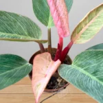 Extreme close-up of Philodendron Pink Birkin foliage showing pink and white variegation