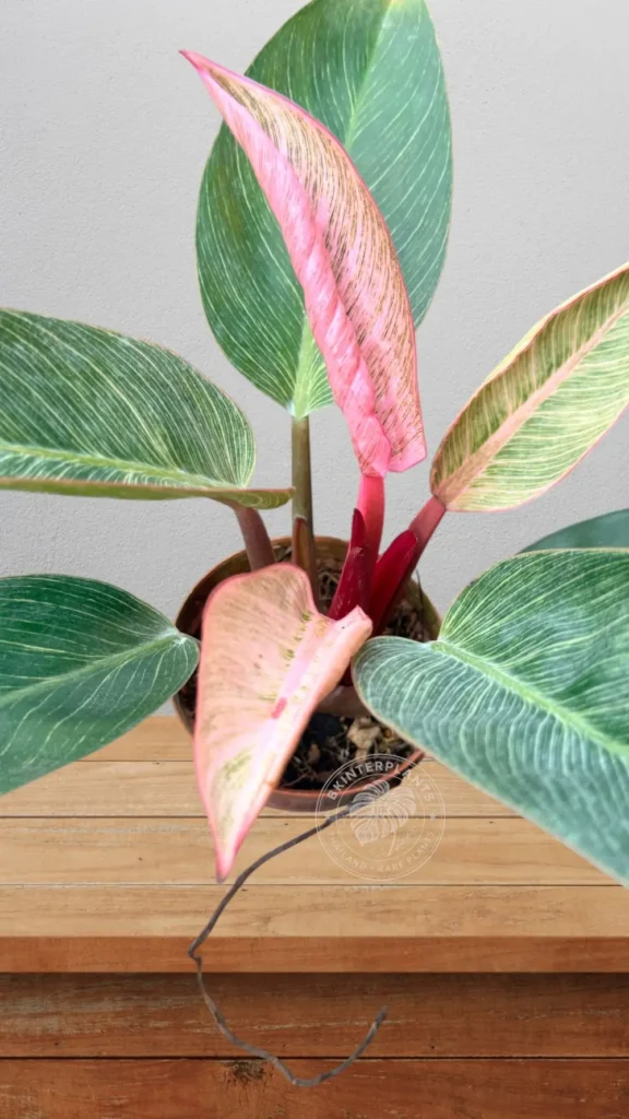 Extreme close-up of Philodendron Pink Birkin foliage showing pink and white variegation