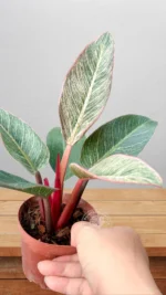 Export-Ready Professional export-ready packaging for Philodendron Pink Birkin with Phyto Certificate