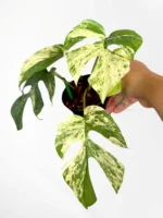 Rhaphidophora Tetrasperma Ginny Migma Variegated - Rare Mini Monstera Variegated - Image 3