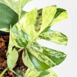 Rhaphidophora Ginny Migma Variegated plant in pot