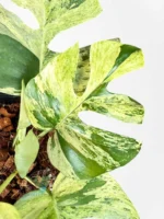 Rhaphidophora Ginny Migma Variegated plant in pot