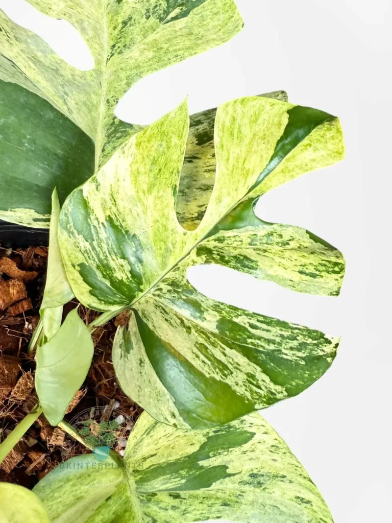 Rhaphidophora Ginny Migma Variegated plant in pot