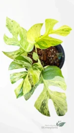 Rhaphidophora Tetrasperma Ginny Migma Variegated - Rare Mini Monstera Variegated - Image 2