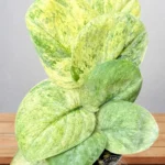 Rare Scindapsus Halimoon for sale with silver and cream variegated leaves