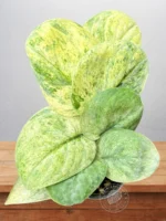 Rare Scindapsus Halimoon for sale with silver and cream variegated leaves