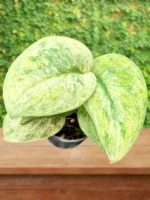 Close-up of Scindapsus Halimoon shimmering silver leaf surface