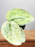 Secure export packing for Scindapsus Halimoon with Phyto Certificate